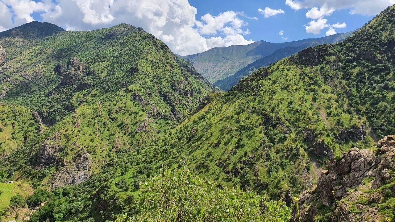 زاگرس ذخیره گاه طبیعت ایران است/راستی آزمایی فعالیت مافیای درختان بلوط در کردستان