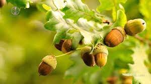 زاگرس ذخیره گاه طبیعت ایران است/راستی آزمایی فعالیت مافیای درختان بلوط در کردستان