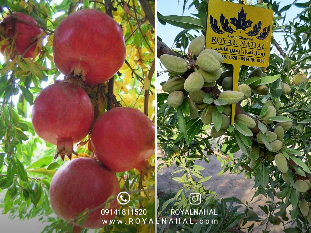 باغداری حرفه ای با شناخت نهال مناسب هر منطقه