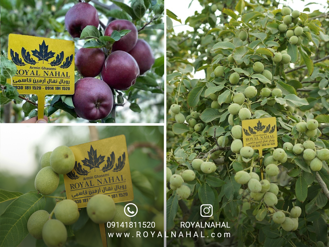 باغداری حرفه ای با شناخت نهال مناسب هر منطقه