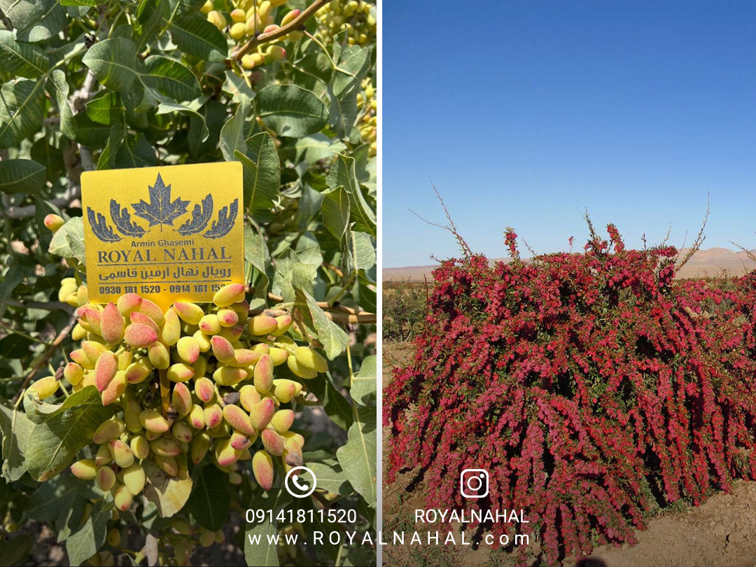 باغداری حرفه ای با شناخت نهال مناسب هر منطقه