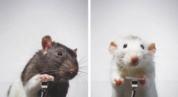 این موش‌ها از خود عکس سلفی می‌گیرند