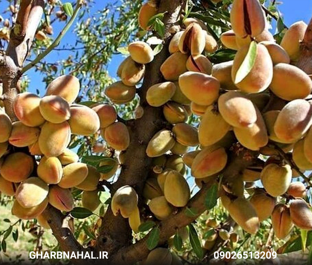  فروش نهال بادام با قیمت 40 هزار تومان در غرب نهال