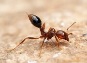 ببینید | نیش مورچه با بدن انسان چه می‌کند؟