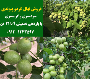فروش ویژه نهال گردو پیوندی با باردهی تضمینی؛ 8 تن در هر هکتار