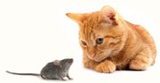 ببینید | رفاقت و صمیمیت باورنکردنی یک موش با گربه!