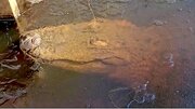 تمساح مناطق سردسیر که زیر یخ زنده می‌ماند / عکس
