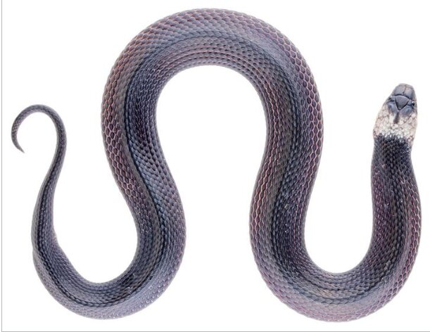 کشف یک گونه جدید مار / عکس