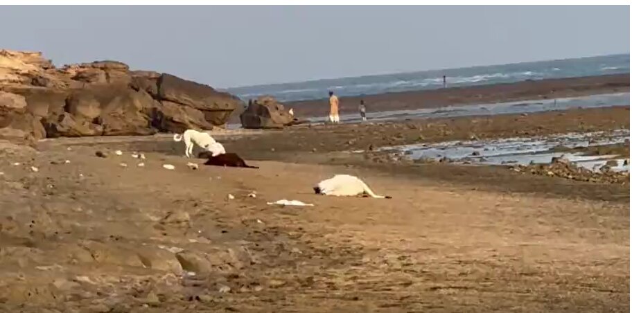 قاچاقچیان در قشم گوسفندهای زنده را به دریا ریختند/ عکس