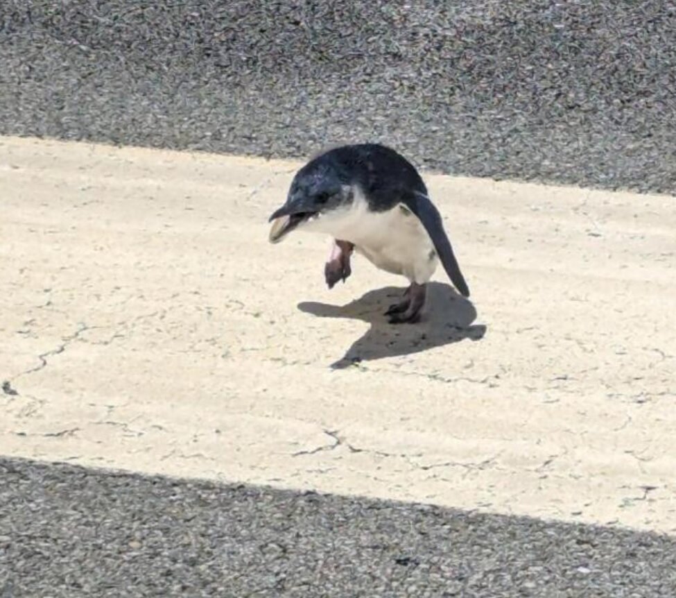 تاخیر پرواز بهدلیل وجود پنگوئنی در باند فرودگاه/ عکس