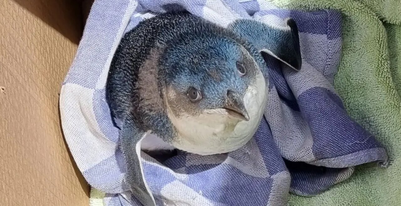 تاخیر پرواز بهدلیل وجود پنگوئنی در باند فرودگاه/ عکس