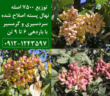 تولید 7500 اصله نهال پسته اصلاح شده سردسیری و گرمسیری