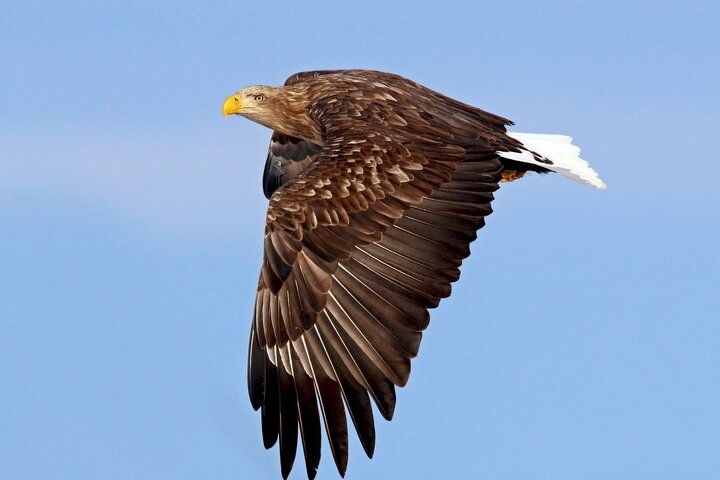 ببینید | لحظه بلعیدن شکار توسط عقاب تیزچنگال در دل آسمان!