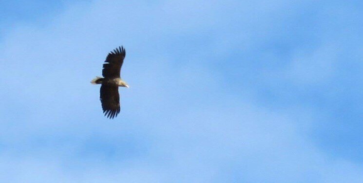 - مشاهده یک گونه پرنده شکاری کمیاب در فیروزه