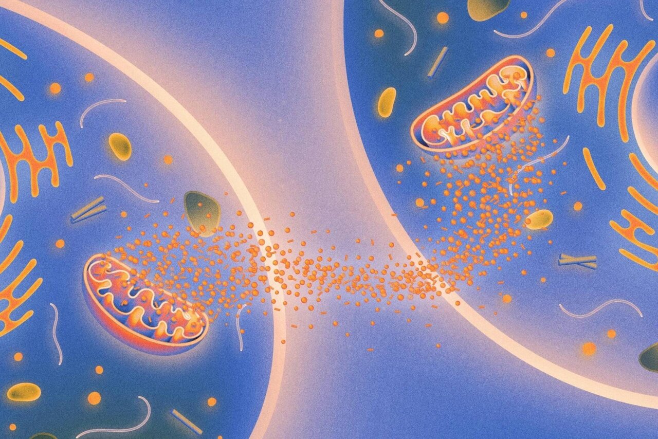 سلولهای بدن با هم از پیری صحبت میکنند