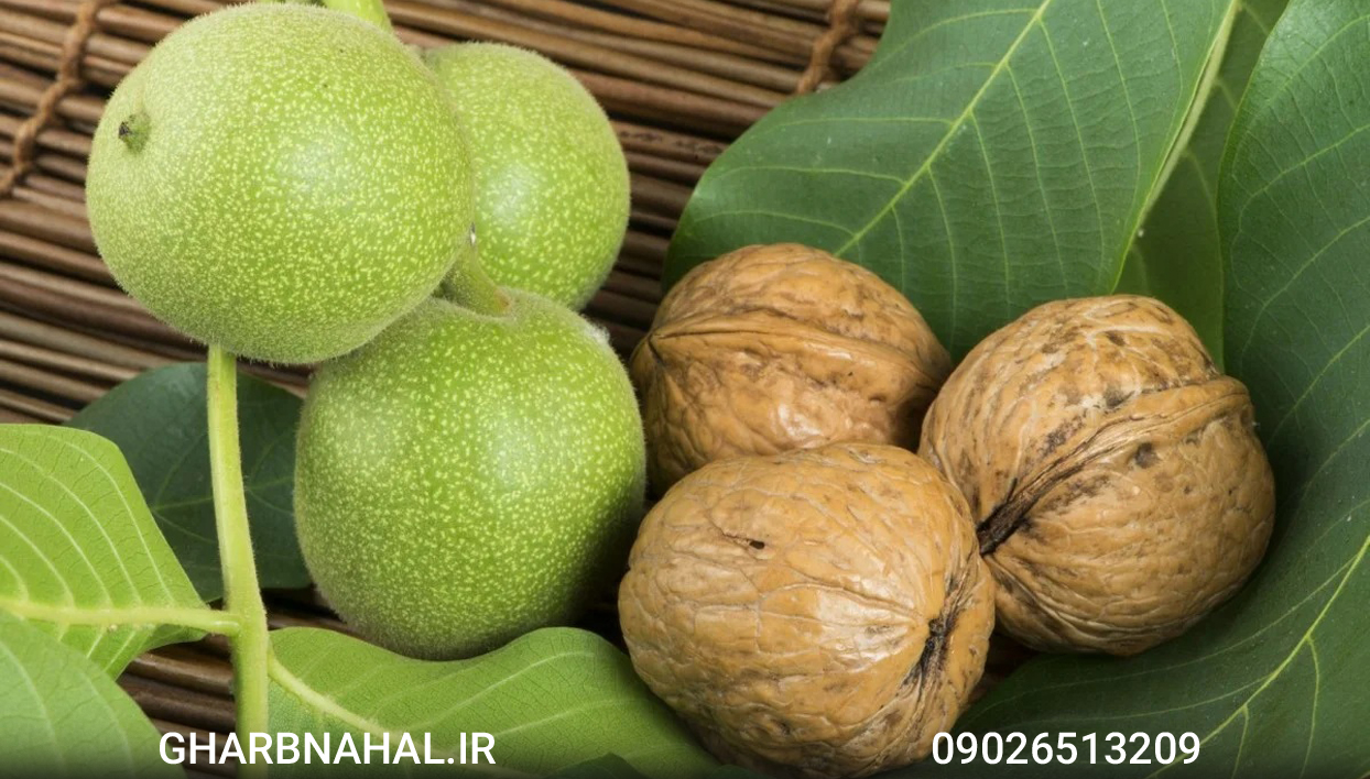 خرید نهال گردو ژنوتیپ دیرگل مقاوم به سرما فقط با قیمت 90 تومان