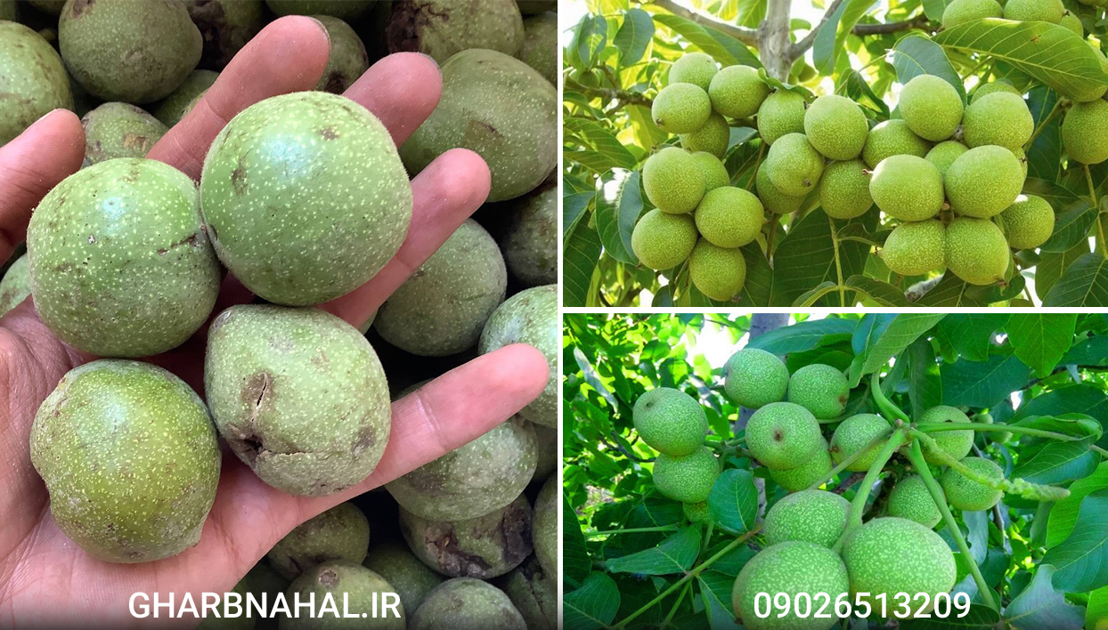 خرید نهال گردو ژنوتیپ دیرگل مقاوم به سرما فقط با قیمت 90 تومان