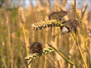 افزایش ۳۰ درصدی موش‌های مهاجم در مزارع کرمانشاه