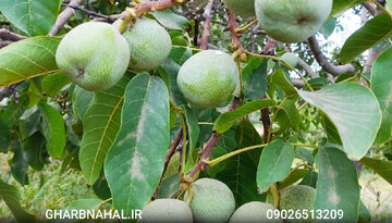 خرید نهال گردو ژنوتیپ دیرگل مقاوم به سرما فقط با قیمت 90 تومان