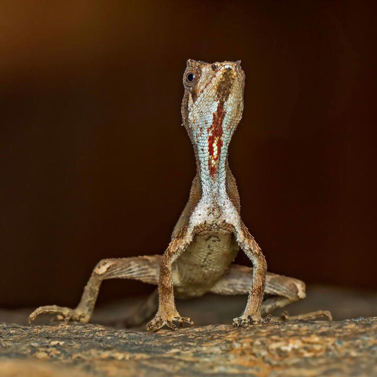 پیدا شدن یک اژدهای رنگارنگ در هند / عکس