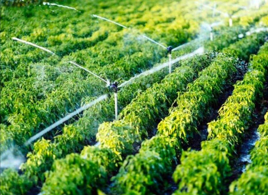 - ۸۷ درصد محصولات زراعی استان همدان وابسته به آب است