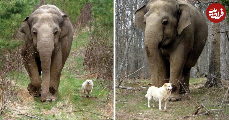 حیوانات هم حیوان خانگی دارند!؟