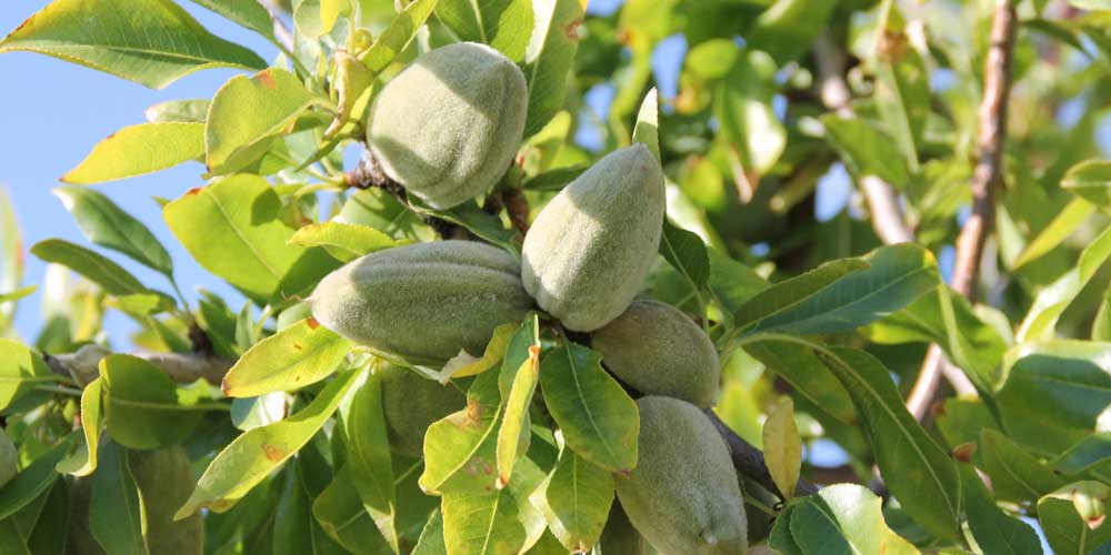 تولید و فروش ارقام تجاری نهال بادام دیرگل در نهالستان نمونه کشوری