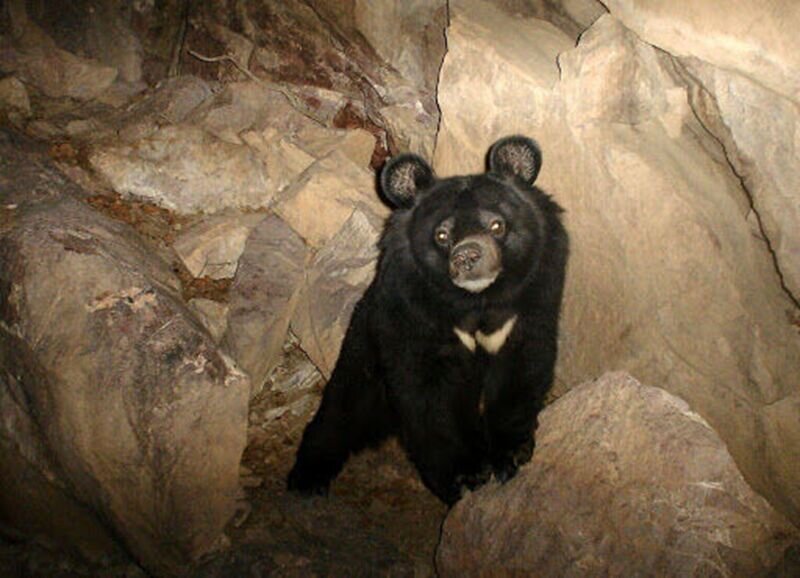 - خرس کمیاب و در معرض انقراض ایران