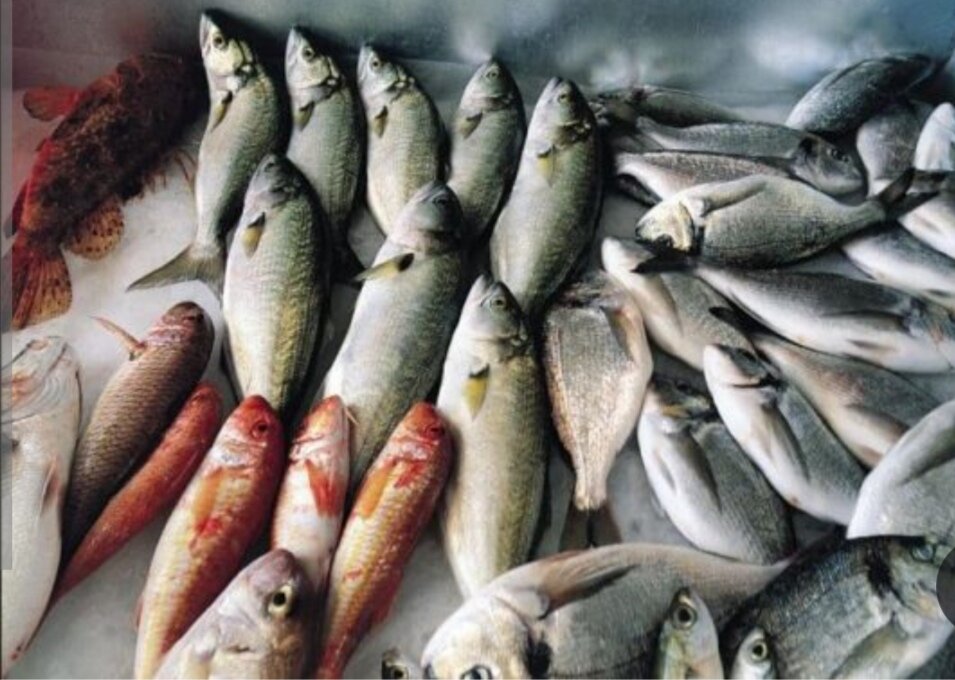 - سرانه مصرف ماهی در ایران ۱۲ کیلوگرم است!