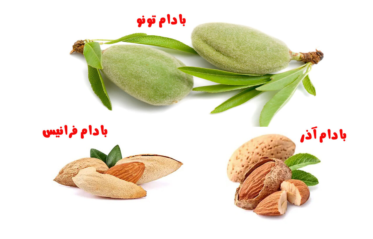 تولید و فروش ارقام تجاری نهال بادام دیرگل در نهالستان نمونه کشوری - خبرآنلاین
