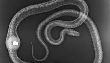 درآوردن سر دسته دنده خودرو از معده یک مار/ عکس