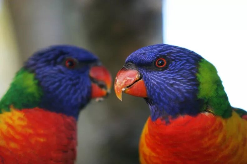 سقوط ۲۰۰ طوطی از آسمان/ پرندگان ناگهان فلج شدند