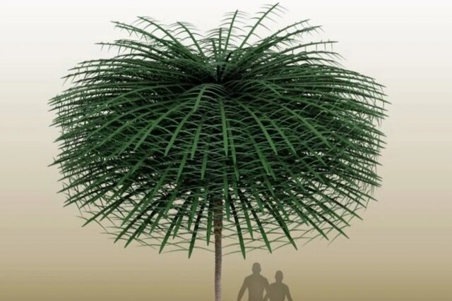 درختان باستانی این شکلی بودهاند