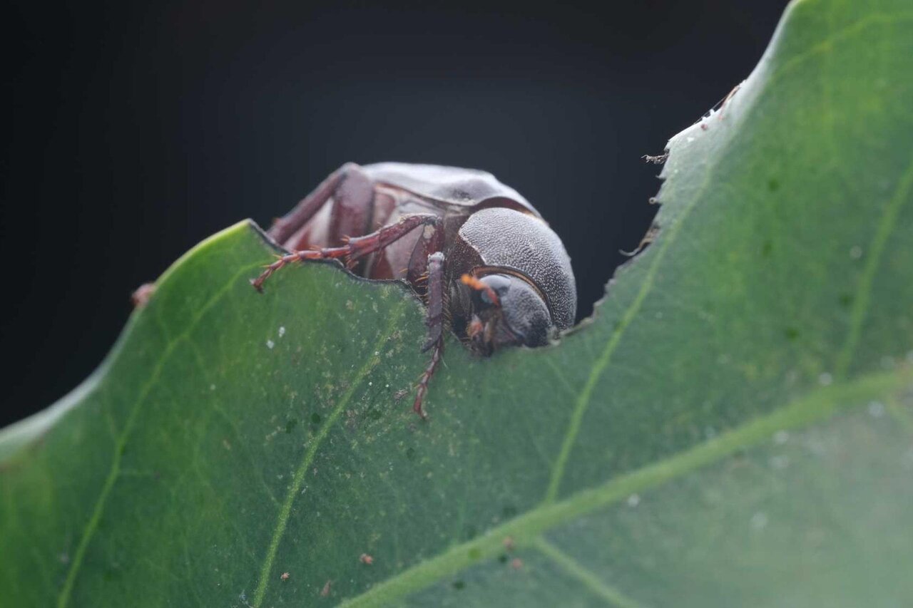 سوسک قانونشکن که شبانهروزش ۴۸ ساعت است