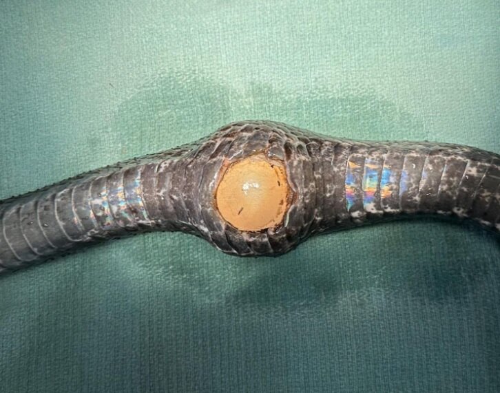 درآوردن سر دسته دنده خودرو از معده یک مار/ عکس