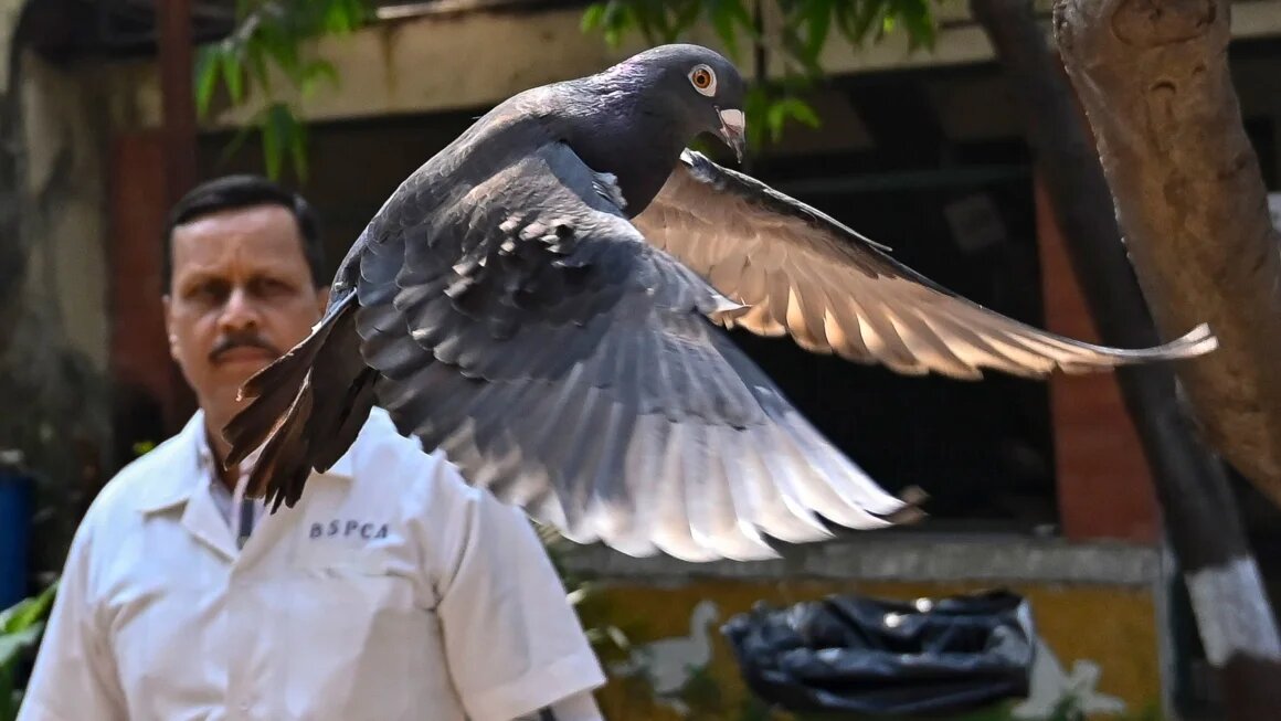 عصرایران نوشت: تحقیقات پلیس بمبئی روشن کرد که این کبوتر پس از شرکت در...