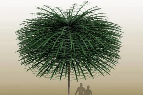 درختان باستان این شکلی بودند/ عکس