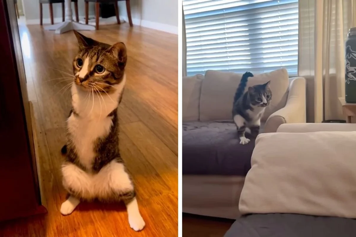 گربه‌ای که یاد گرفت بر روی دو پا بیاستد!/ عکس