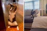 گربه‌ای که یاد گرفت بر روی دو پا بیاستد!/ عکس