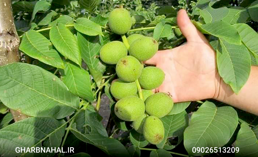 تولید ۹۰ هزار نهال پیوندی، دیمی و کشت بافت با باردهی تجاری