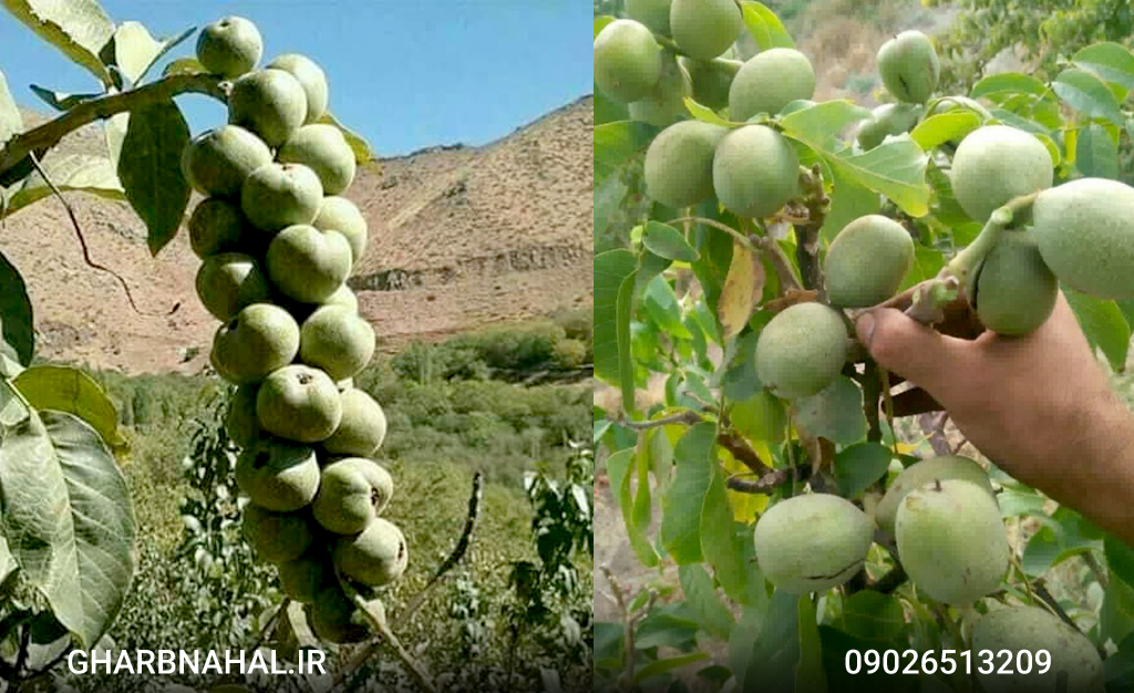 تولید ۹۰ هزار نهال پیوندی، دیمی و کشت بافت با باردهی تجاری