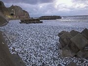 ساحل استخوان ماهی در ژاپن/ عکس