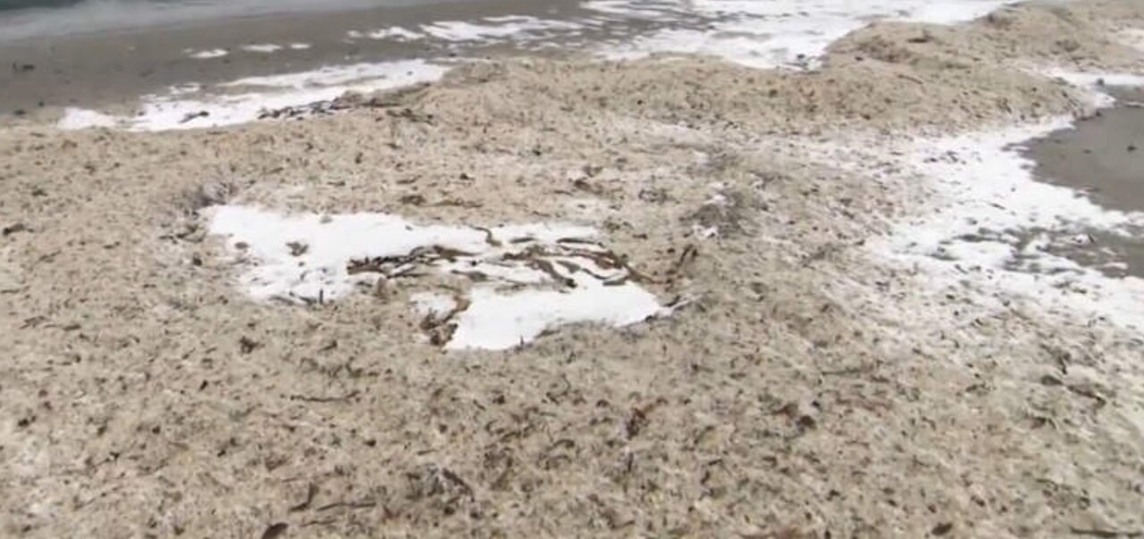 ساحل استخوان ماهی در ژاپن/ عکس