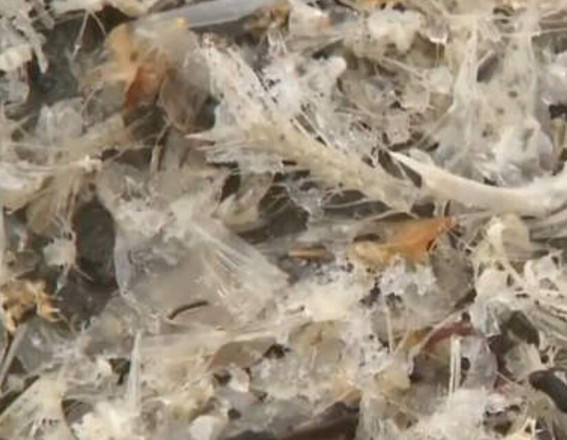 ساحل استخوان ماهی در ژاپن/ عکس