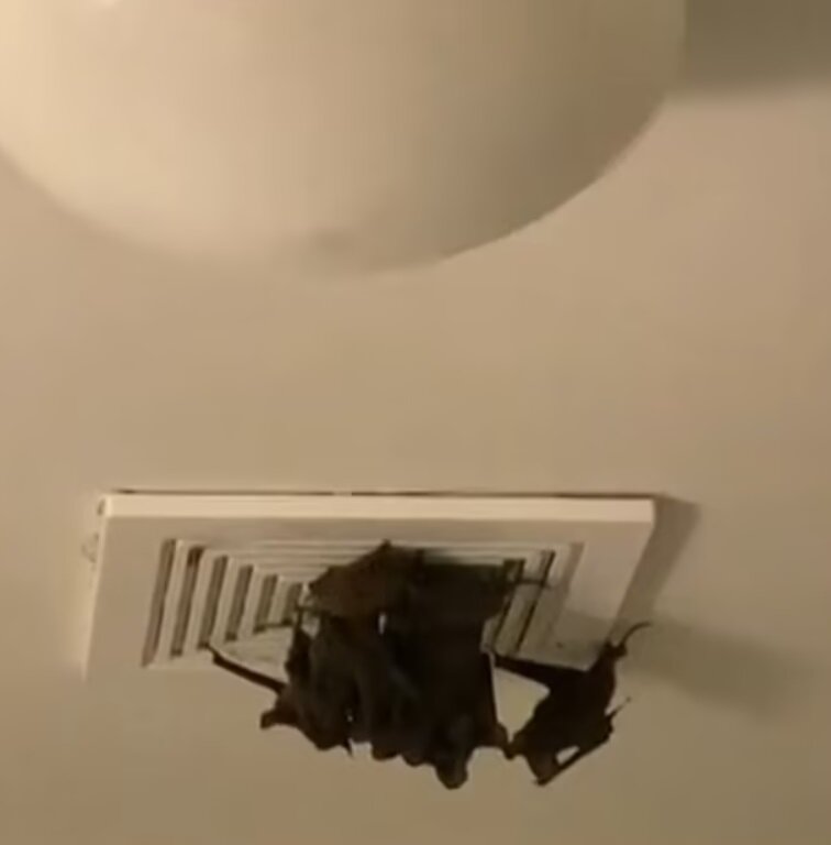 عکس ترسناک از حمله خفاش‌ها به یک خانه
