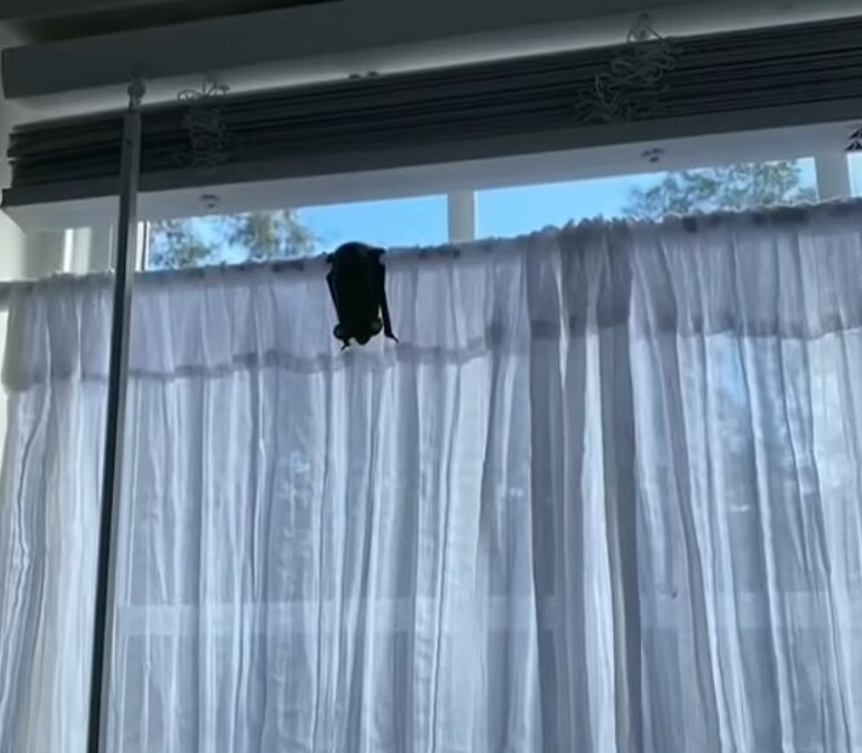 حمله خفاش‌های به یک خانه/ عکس
