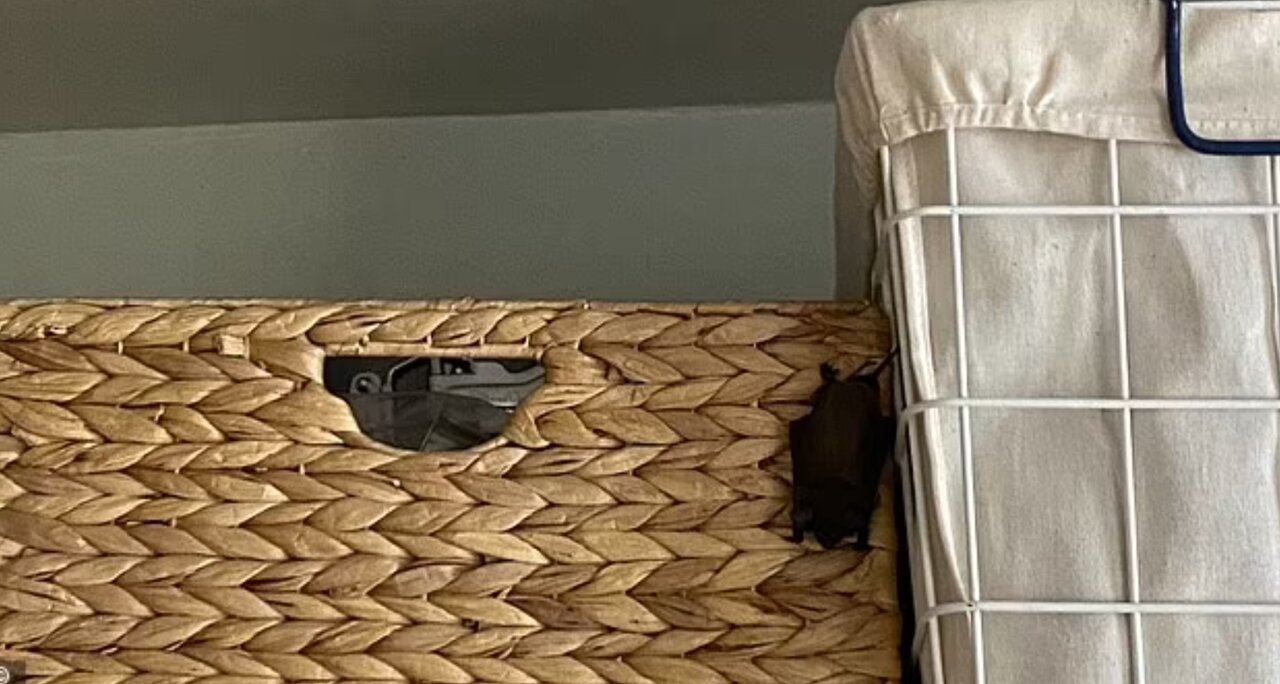 حمله خفاشهای به یک خانه/ عکس