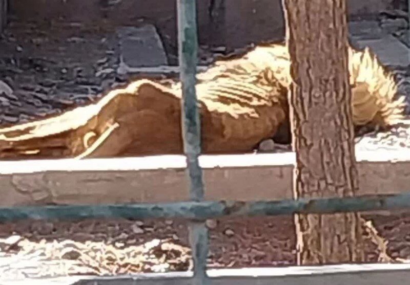واکنش به تصویر عجیبِ یک شیر در باغ‌وحش مشهد