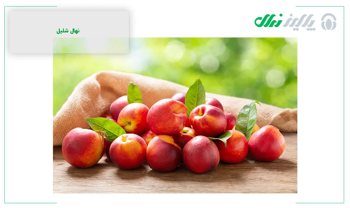 از کجا نهال اصلاح شده بخریم؟