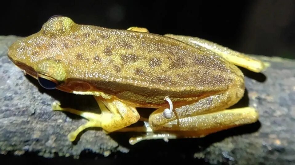 تصویر باورنکردنی از رشد یک قارچ در بدن یک قورباغه/ محققان چه میگویند؟